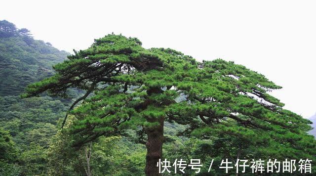 七言古诗#卢照邻诗一首,此诗是他的代表作,已是初唐七言古诗的代表作之一