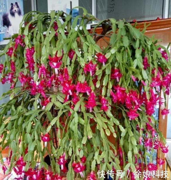 爆花|2种不要的“垃圾”,却是养花的“花肥王”,蟹爪兰吃一点就爆花