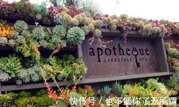 心血|老桩多肉该怎么换盆?2种方法“保活”,叫你心血不再白费