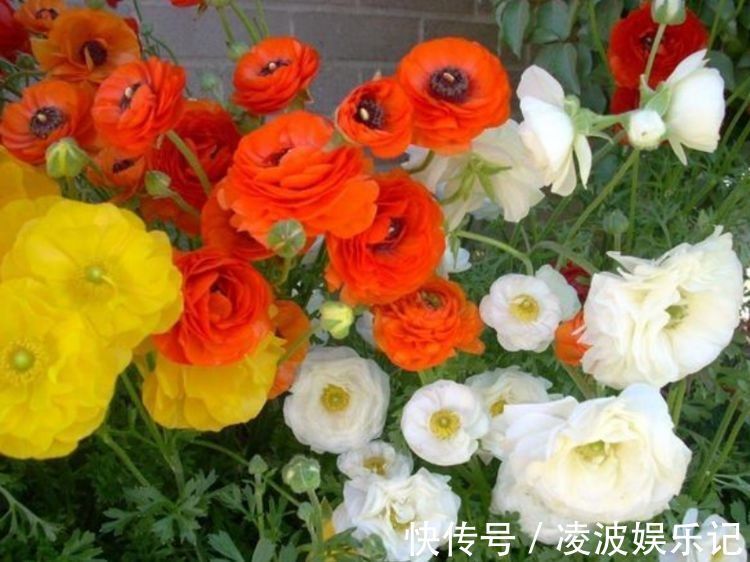 花朵|4种花很漂亮，好养易活能爆盆，比牡丹美，比绿萝好养