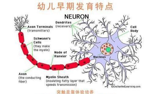 a8389|哈佛大学：大脑发育黄金期一生仅有3次，至少要帮孩子抓住一次