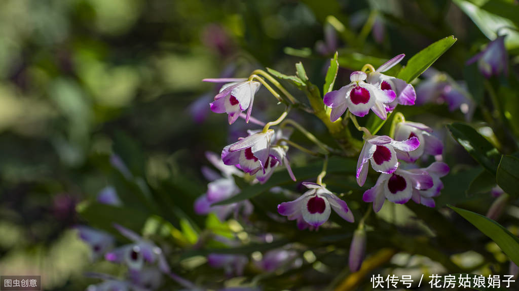 三分钟时间,带您了解石斛兰的养护技巧,养好石斛兰就这么简单