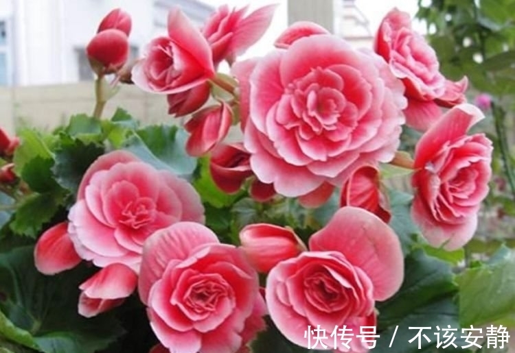 家里就养4种花,耐旱又耐晒,一年四季成“花海”,天天有花赏!