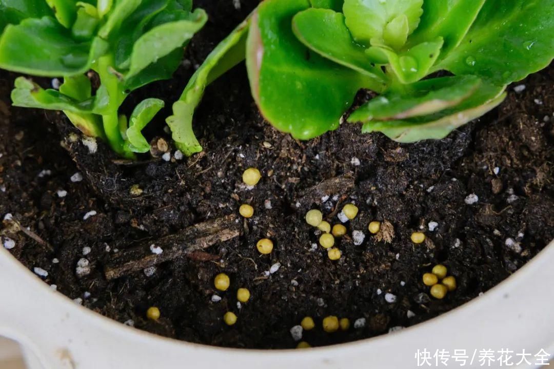 休眠|7种情况不能施肥,像毒药一样,浇完花就烧死