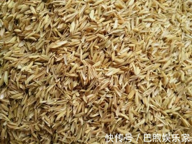 农村没人要的稻壳是养花神器，抓一把撒盆里，立马开出拳头大的花
