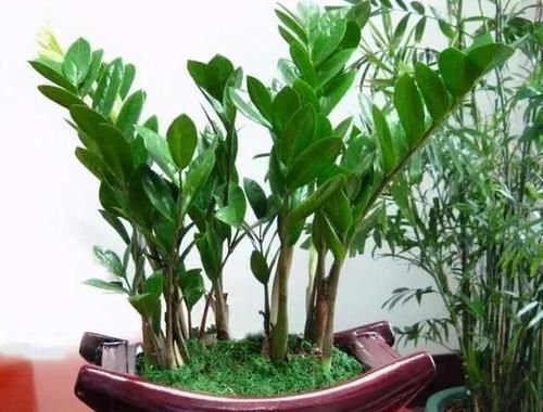 4种适合养在客厅的树，耐旱好养活，寓意好还能净化空气