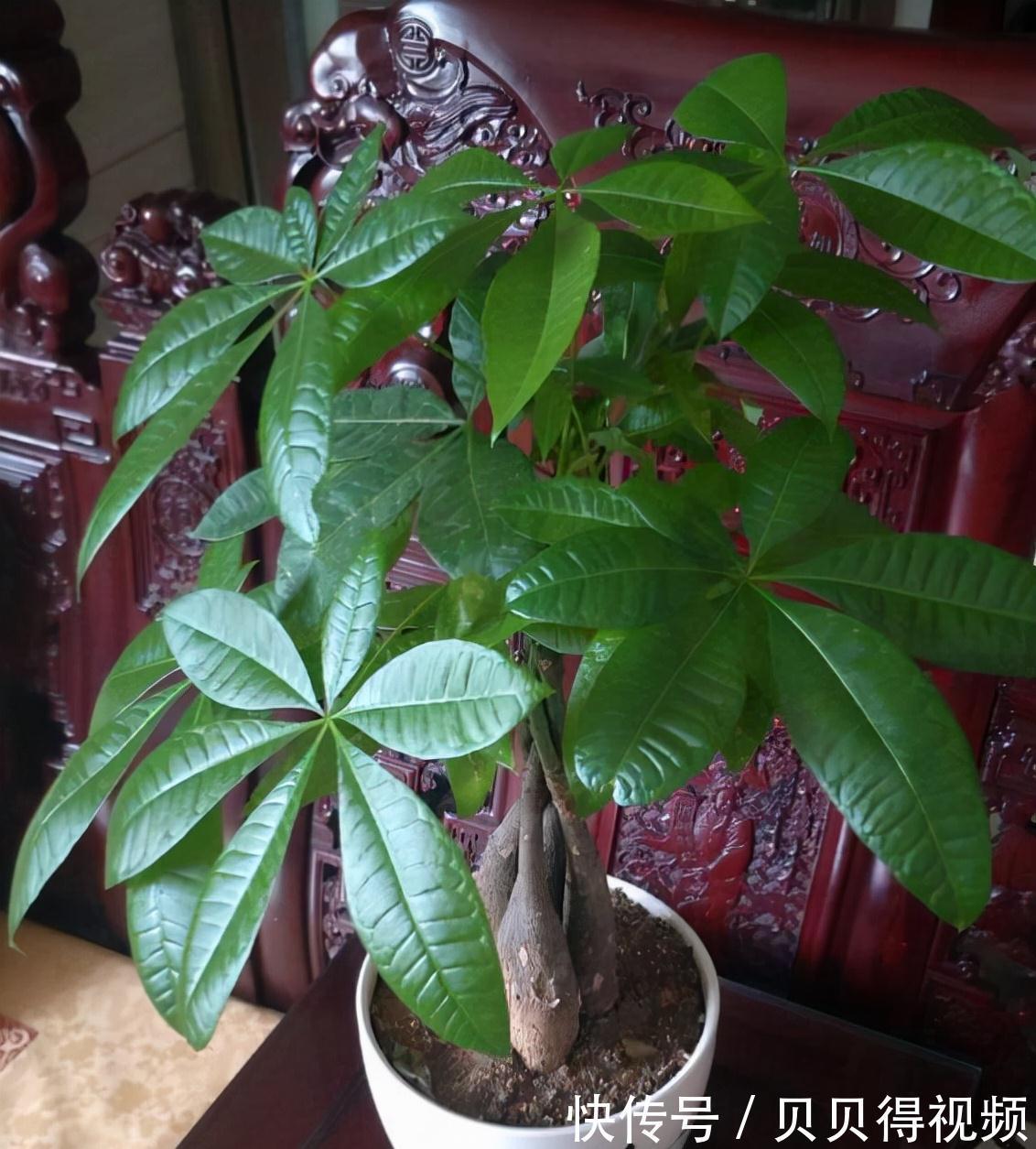 6种“聚财花”，养在家里好兆头，漂亮又大气，还有好运满满