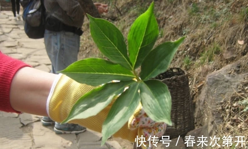 野草|大山中很普通的野草，挖出来1斤就卖300元，3年才结一次果实