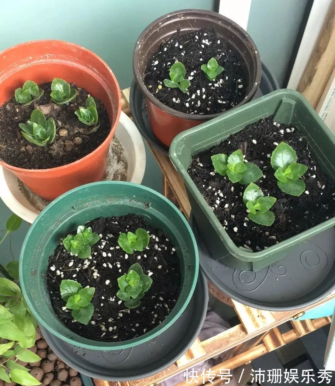5种花“扦插”正当时,天气转凉利于生根,喜欢别偷懒
