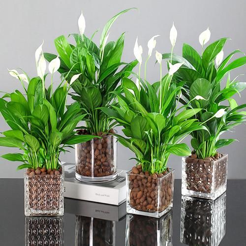 3种“耐阴花”,适合北阳台,不见太阳也能开花,四季轮流开不断