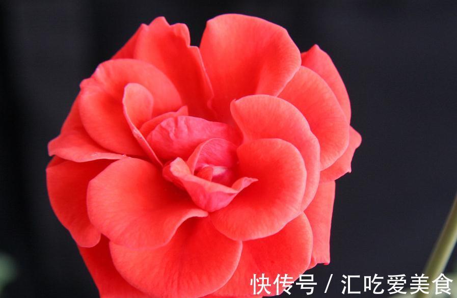 月季花的种植和修剪你做好了吗,来了解比黄金还贵的知识