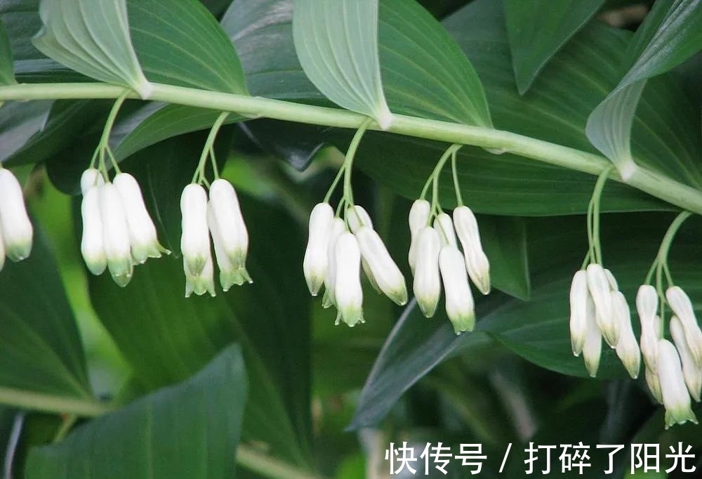 这种药草,很多人当花种,其根部十分珍贵,目前25元1斤