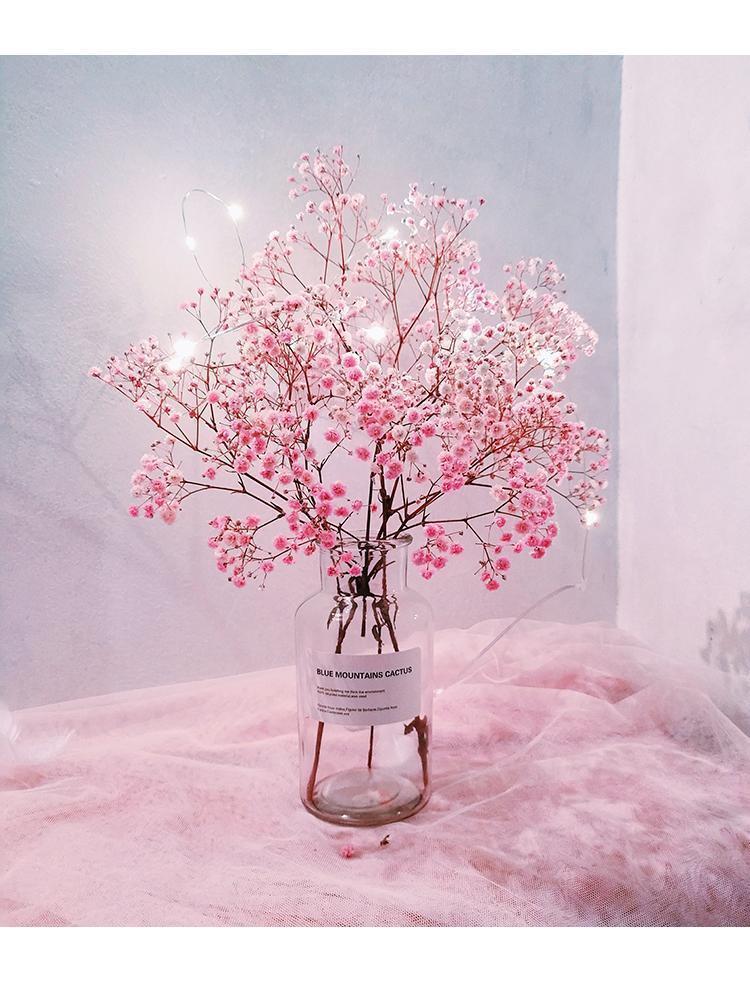 满天星,既是鲜切花,又是插花素材,种植易上手,容易开花爆盆