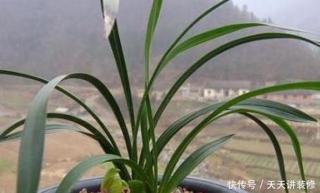 都需要春化|兰花春化需要多长时间,温度大概是多少?