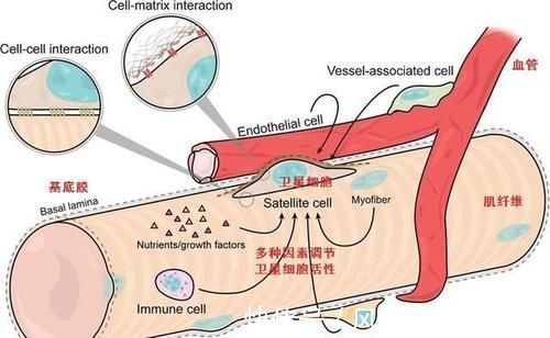 毛罗|为什么撸铁这类锻炼才能有效增肌?增肌的原理是什么?