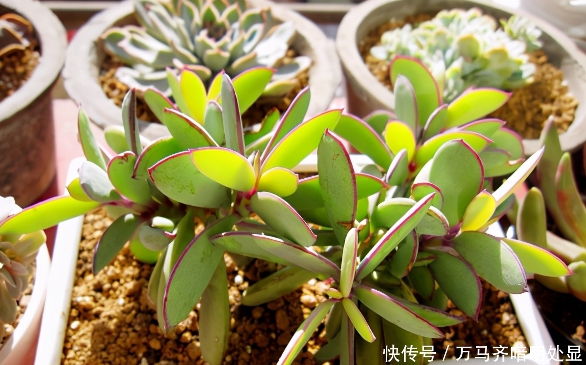 多肉叶子干瘪、皱巴巴就自查下这3方面里哪点没做到位
