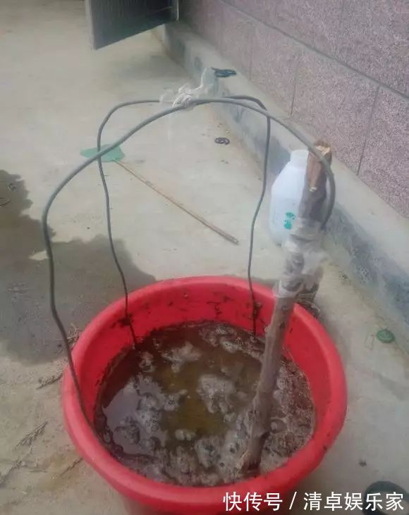 米兰花|夏季扦插茶花米兰花有妙招,套个塑料袋,保湿好生根快不死苗