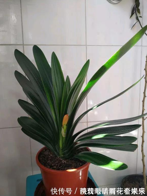 钾肥|君子兰长得太慢学几招,叶子猛长花开不断,美翻天!