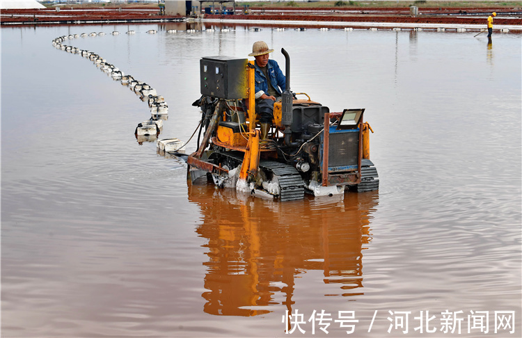 海盐|走进河北海岸线上的盐场，为您讲述海盐背后那些鲜为人知的故事。