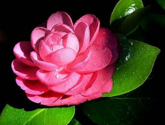 养茶花,尤其是夏天,“一点”要记住,不然叶片黄又蔫,花朵掉