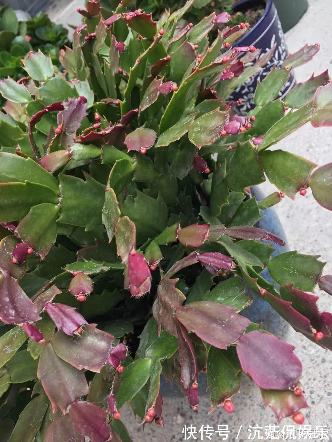 春天|9月给天竺葵剪个短发，过冬前就能窜叶子，明年春天开成大花球！