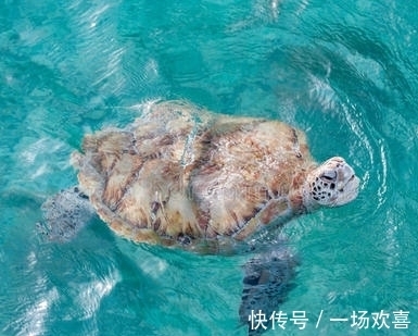 15个冷知识,有趣的知识又增长了,你吃过香蕉皮吗?