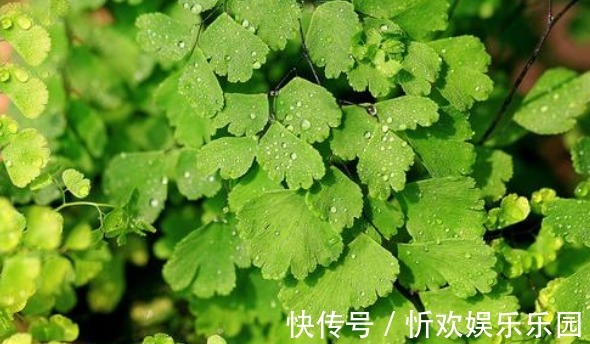 适应能力|夏天养菊花不如养这些花卉,越热长得越好,放在阳台,晒晒变花海