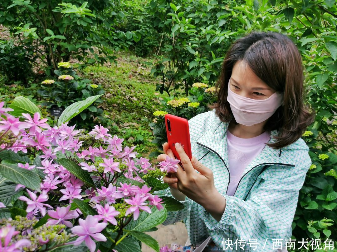 花友会|百颗毳毬谁织就，几枝琼萼露和圆 成都植物园“绣球花花”花友会与园艺爱好者浪漫相约