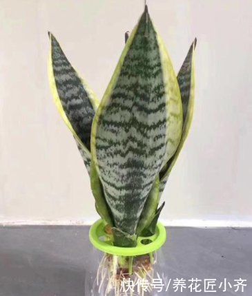 栽培|喜欢养虎皮兰,教你3种虎皮兰繁殖方法,学会一种就能变“大户”