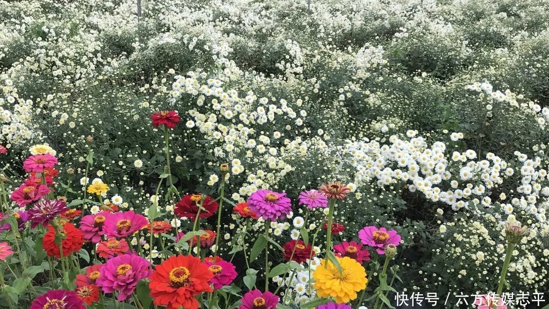 创建全域旅游示范区丨高要旅游手信篇:河台