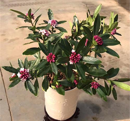 传统名花“金边瑞香”,注意4个问题,养的倍棒,花香溢满屋