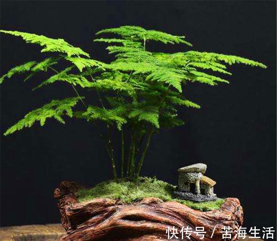 烂根|文竹有“3怕”，难怪叶子发黄还烂根，学会了四季常青，枝繁叶茂