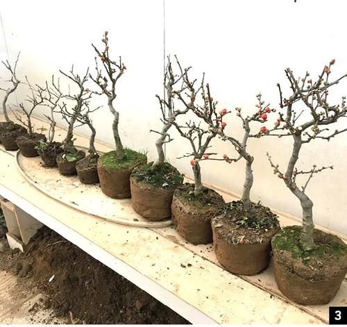 11株苗扎堆，不是柴火，而是一道苍山叠翠山水风光的水旱盆景！