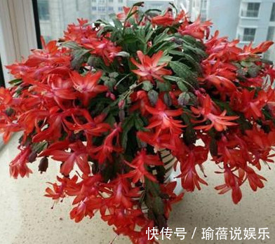 日照|蟹爪兰叶薄不开花1个“小方法”,叶片肥厚,花朵开满盆!