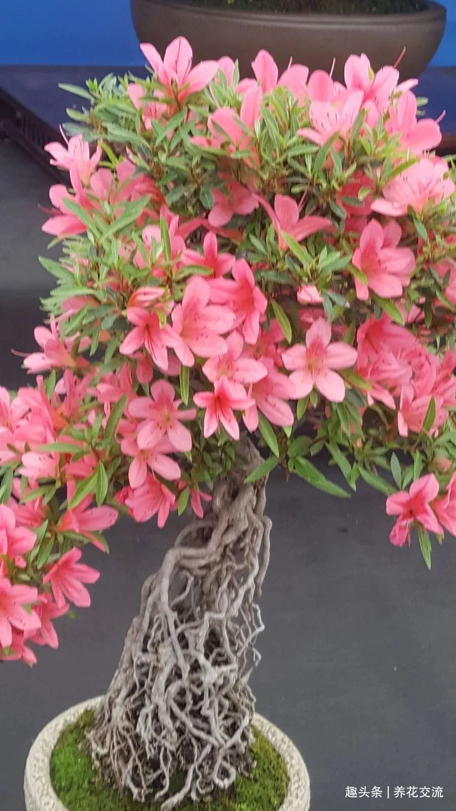 杜鹃花买回来掉花苞、掉叶子，很快变光杆，我总结几个养护的经验