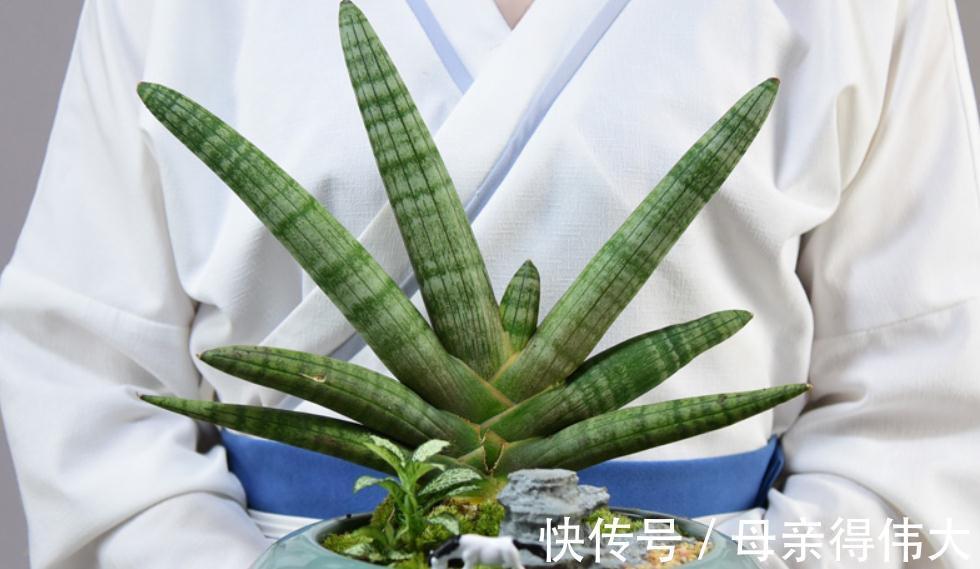 虎皮兰中的新品种佛手，长相个性养护简单，做好2点还能爆小崽