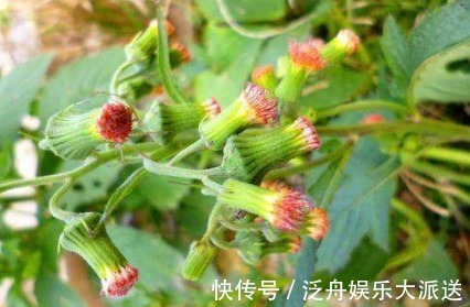 安南菜|农村一种常见野菜,农民总认为它是茼蒿,其实比茼蒿更为营养