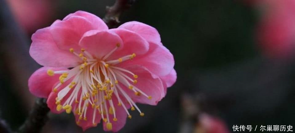 作品|李清照很唯美的一首词,写出了雪中的不一样的梅花,值得我们一读