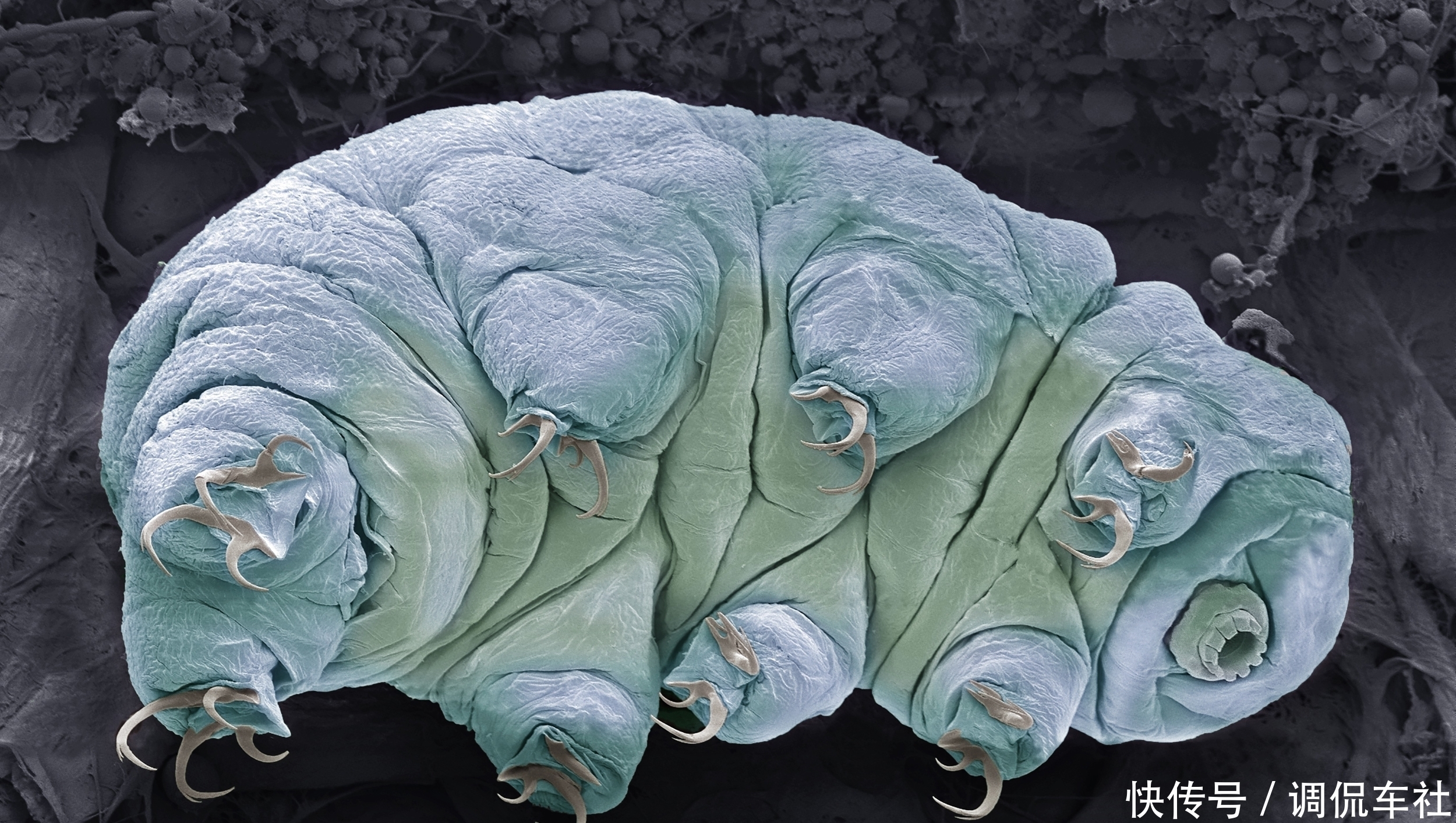 坠毁 2年前,以色列的探测器坠毁在月球,上面的水熊虫还活着吗?