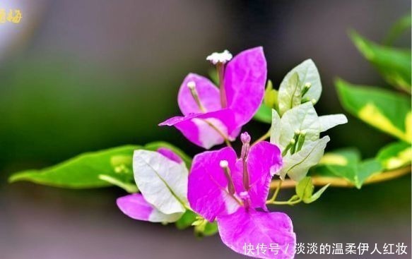 喜欢三角梅,就养盆“珍品”金心双色,心如金丝,开花爆盆成花树