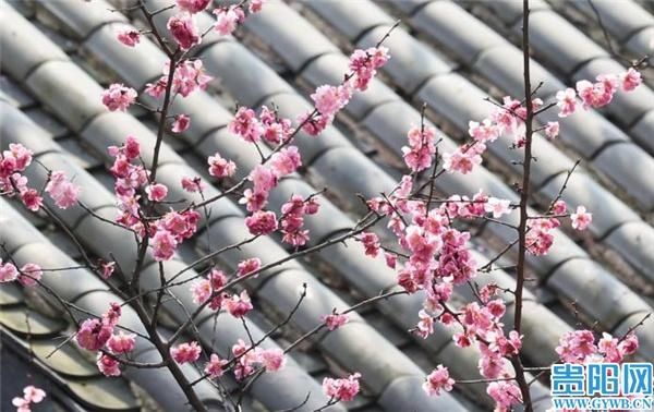 忽如一夜春风来,贵阳市中心这两处花儿开了