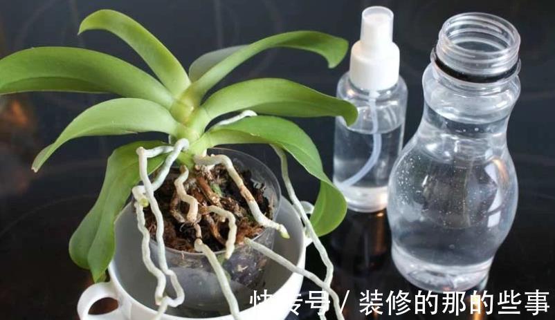 栽种|家庭盆栽蝴蝶兰,甭用土培了,不然一浇多水就烂根