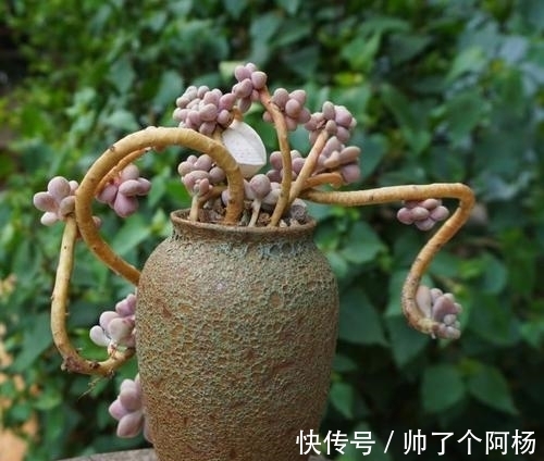 想要打造多肉悬崖桩?教你用点小手段,快速形成,时间缩短两倍!