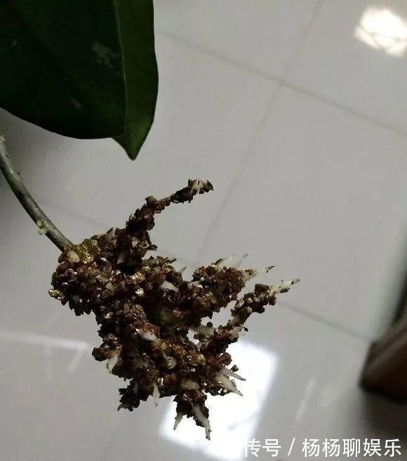 养护|悄悄告诉你,6种花“不用买”,1片叶子就能生根发芽、长爆盆