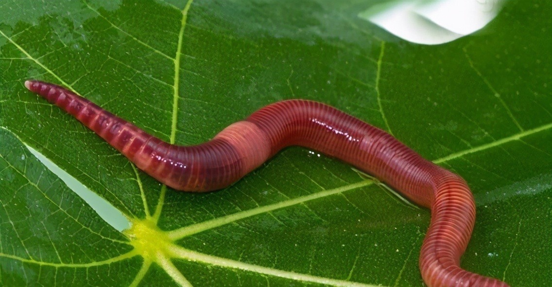 蚯蚓是万能饵，钓鱼也要注意这3点，不然一样不好使——盛世三渔