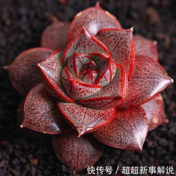 品种|史上最全的莲座状多肉植物大全(上)