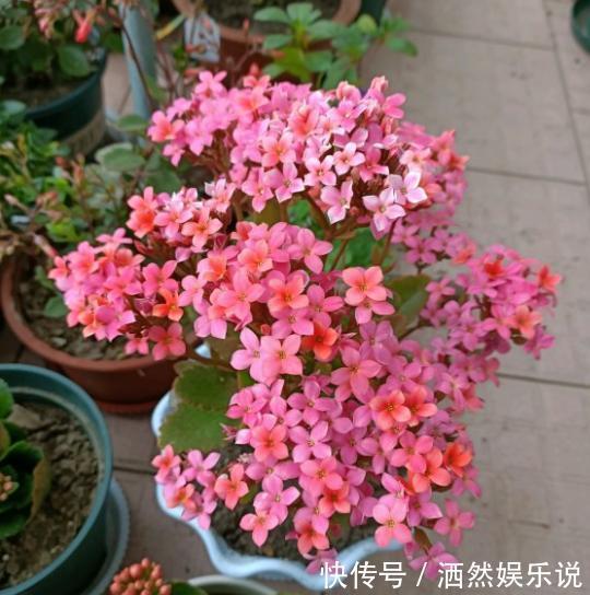 扦插|长寿花扦插太简单,剪下枝条做“1步”,棵棵能成活,秒变大户