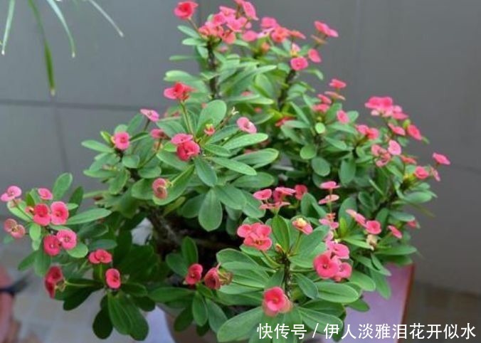 几种花,养在阳台美爆了,一开就是几百天,新手也能轻松养得活!