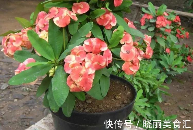 卧室里养花,怕植物和人争氧,睡眠越来越差,不如就试试这4样