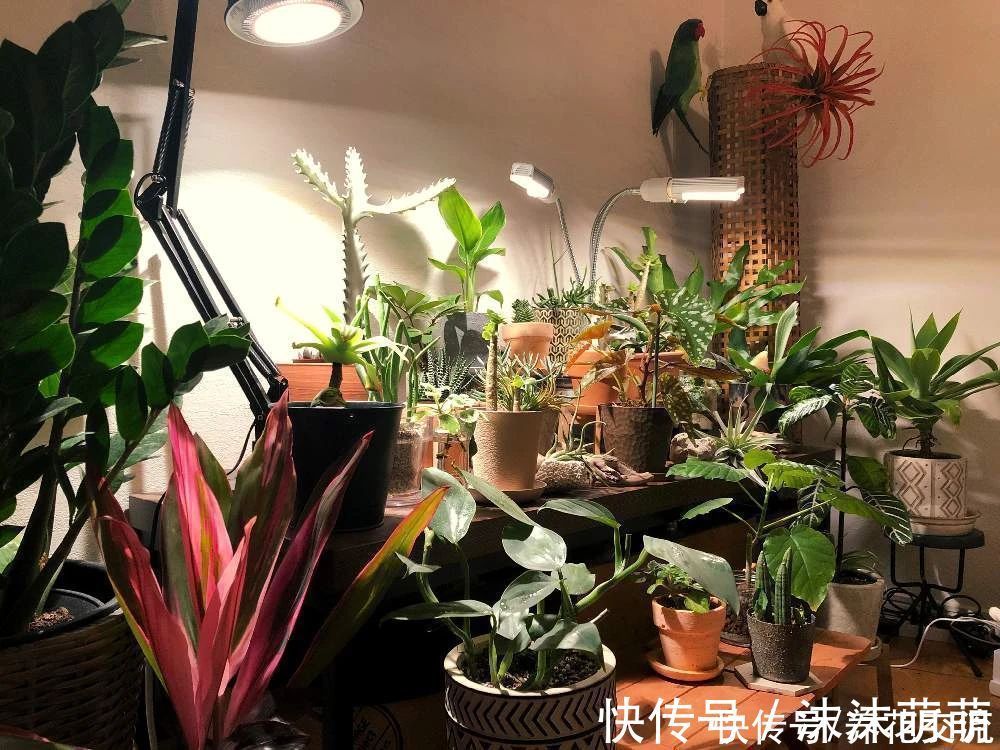 盆栽|养花不会浇水,家里再多花也会被糟蹋,新手盆栽浇水指南